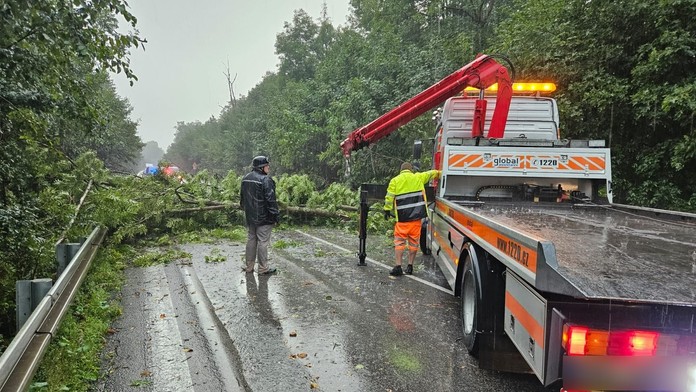 Padnutý strom - ilustračná snímka