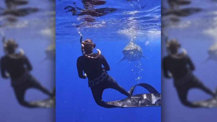 Ľahko sa to hovorí, oveľa ťažšie robí. Potápačka ukázala, ako sa vyhnúť útoku žraloka