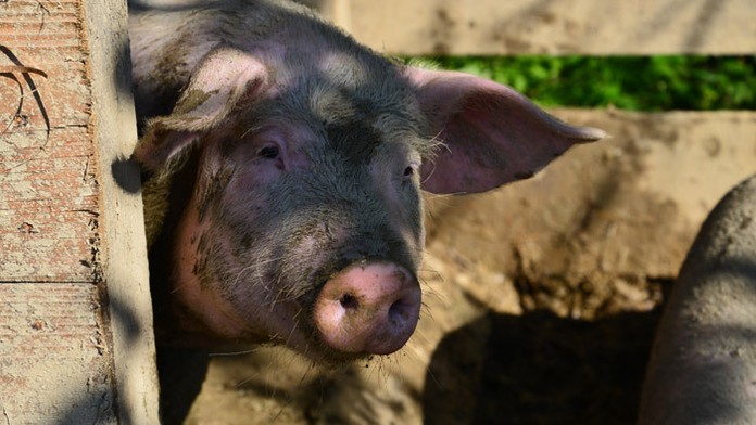 Farmárske prasiatko