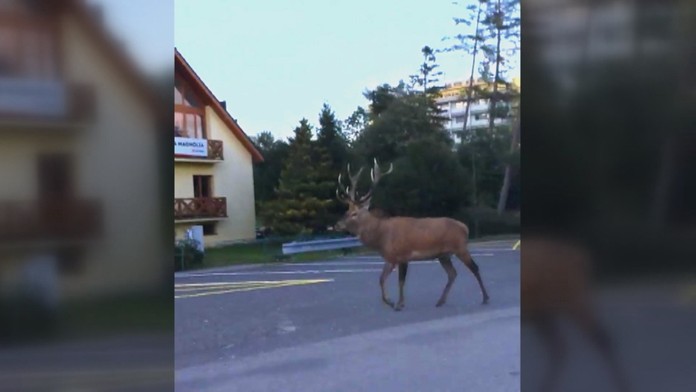 Jeleň v uliciach.