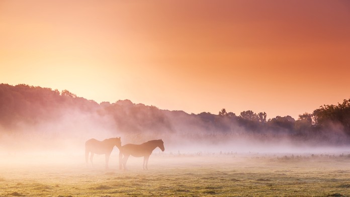 Kone na pastvine - ilustračná snímka.