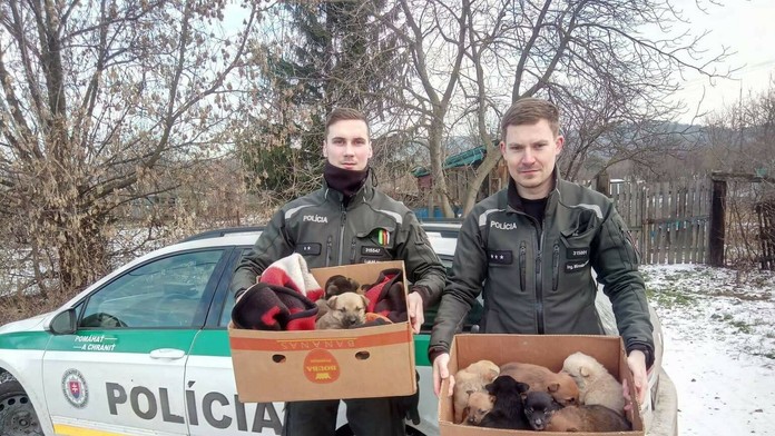 Jedenásť zachránených šteniatok.