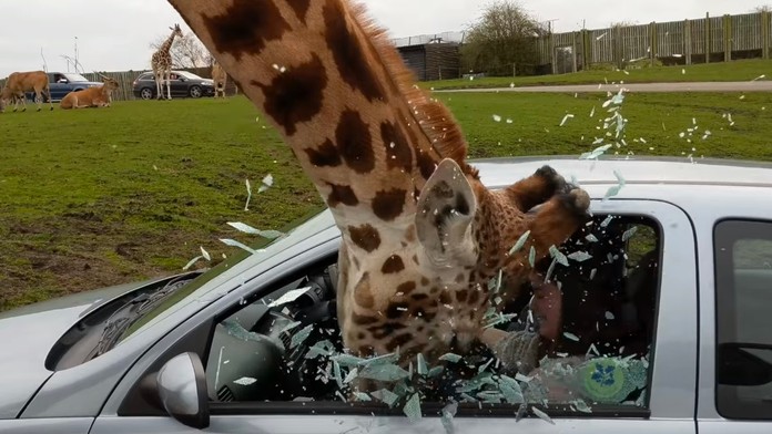 Žirafe sa hlava zasekla v okne na aute, keď ju vytiahla, sklo prasklo.