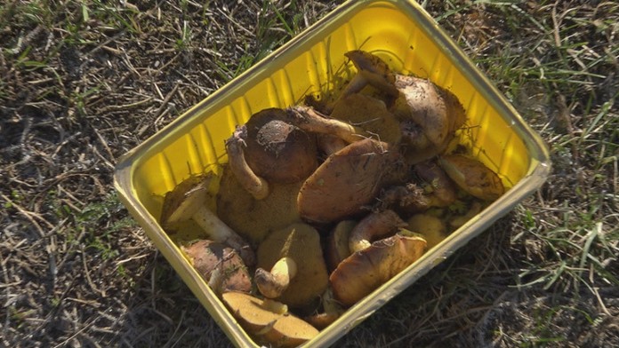 Huby, ktoré našli hubári v obci Čechy.