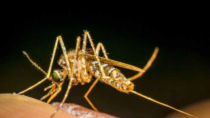 Na obľúbenom dovolenkovom ostrove objavili komára nakazeného nebezpečnou chorobou. Neexistuje na ňu liek
