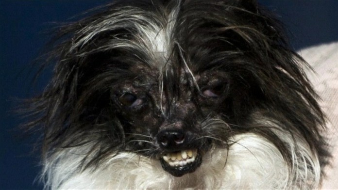 REUTERS_usa-ugliest_dog_142web_jpg_bez_watermarku_1.jpg