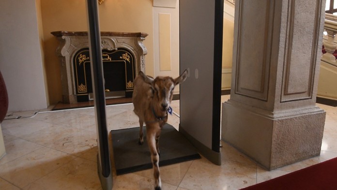 Koza Božka v Prezidentskom paláci prešla detektorom kovov.