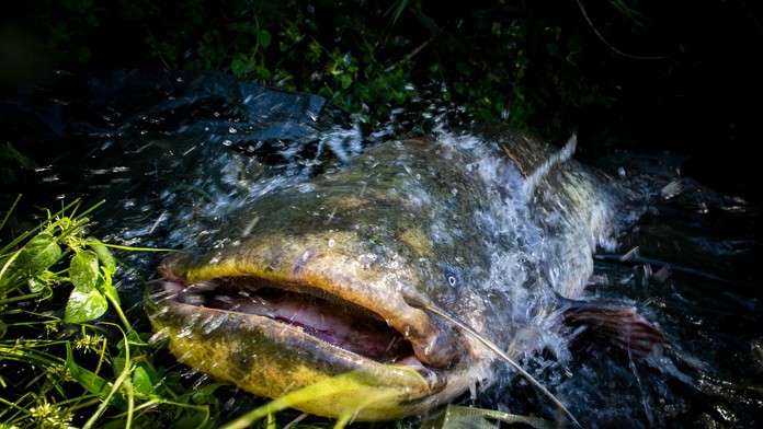 FOTO: V jazere v Bavorsku na plavcov útočia obrovské sumce, toho najagresívnejšieho museli zastreliť