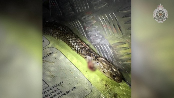 Trumpov míting v Tulse