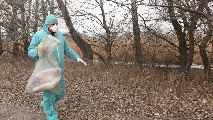 Na snímke pracovník RVPS Komárno zbiera uhynuté labute.