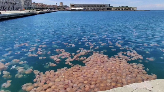 Kŕdeľ medúz v Terste.