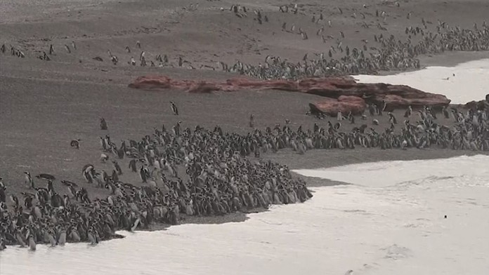 Tučniaci v Argentíne začali migrovať.