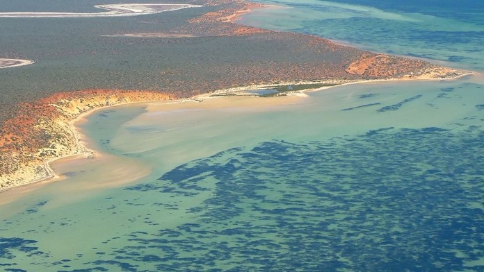 Pri pobreží Austrálie objavili najväčšiu rastlinu sveta. Rozkladá sa na ploche trikrát väčšej ako Manhattan