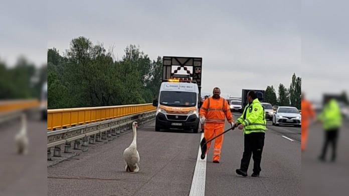 Na snímke je zachytená labuť, ktorá uteká po daľnici a diaľniční policajti, ktorí sa ju snažia odchytiť. 