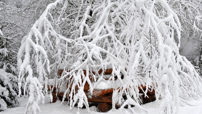 Zima, sneh, kalamita.