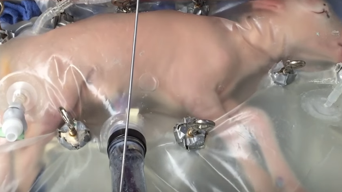 Umelé lono testovali na jahňatách.