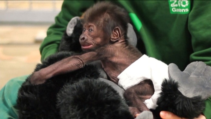 Gorilie mláďa, ktoré sa narodila ako prvé na svete cisárskym rezom.