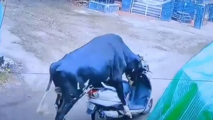 VIDEO: Priemyselná kamera zachytila bizarnú scénu. Zatúlaný býk nasadol na skúter a vydal sa na divokú jazdu