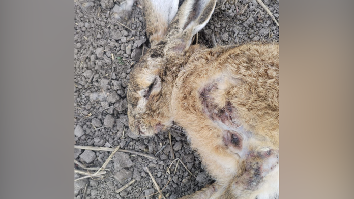 Na západe Slovenska sa objavilo nebezpečné ochorenie. Vírus je smrtiaci pre zajace