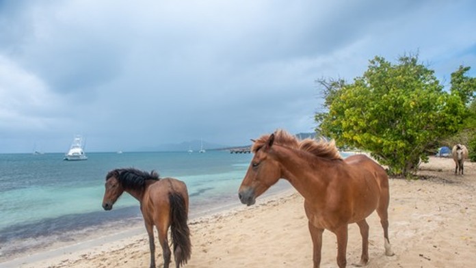 Rodinná dovolenka v Grécku sa zmenila na nočnú moru. Dievčatko (5) zrazil splašený kôň