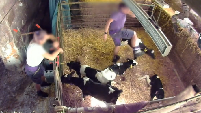 VIDEO: Teľatá kopú do brucha či hlavy a stoja im na krku. Ochrancovia zvierat odhalili otrasné praktiky na farmách