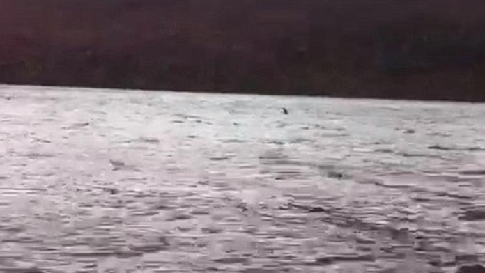 Pláva vo vodách skutočná Lochneská príšera?