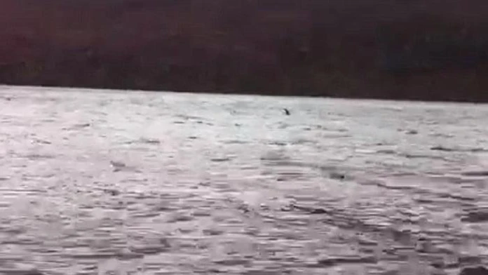 Pláva vo vodách skutočná Lochneská príšera?