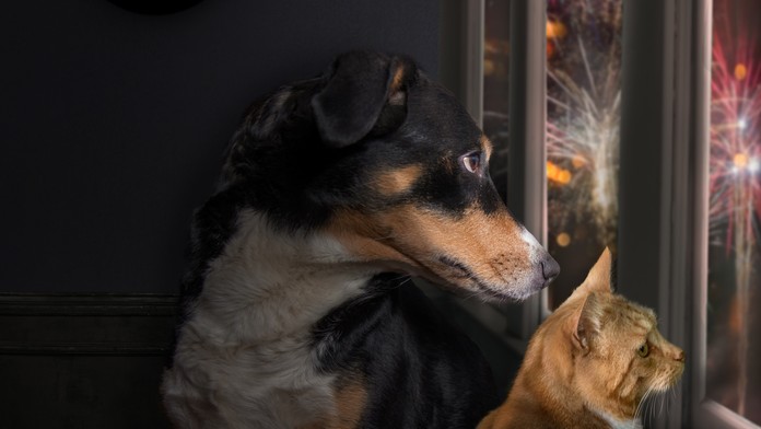 S veterinárom o zvieratách počas silvestrovskej noci. Upokojovaním im dávate vedieť, že sa niečo deje