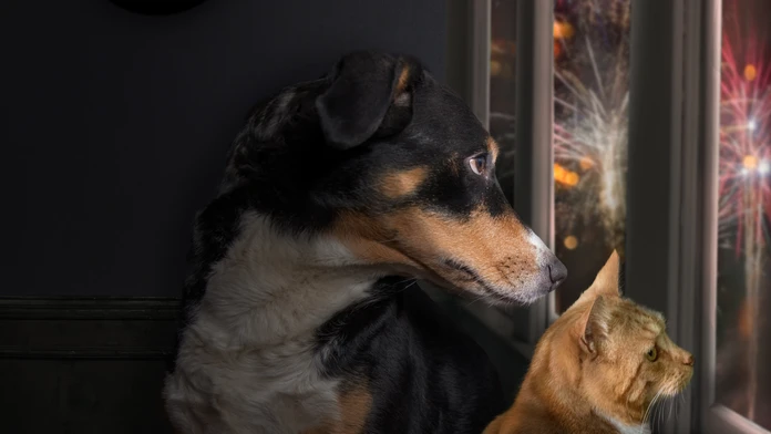 S veterinárom o zvieratách počas silvestrovskej noci. Upokojovaním im dávate vedieť, že sa niečo deje