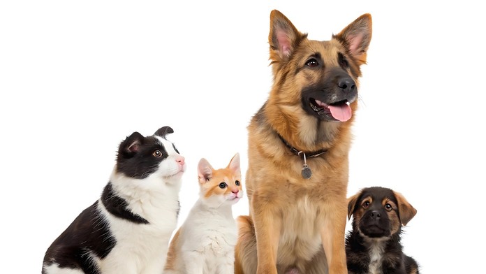 Niektoré mačky a psy sa na seba podobajú. Vedci prišli s vysvetlením