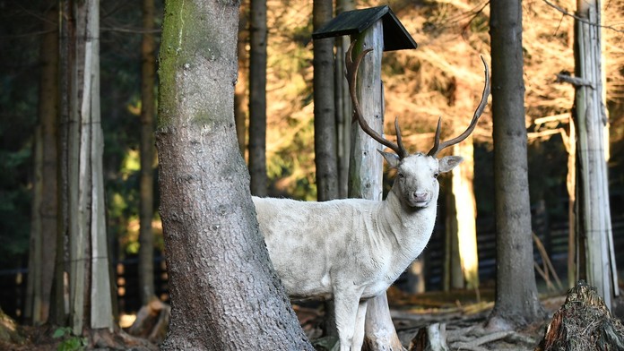 VIDEO: Veľká rarita neďaleko slovenských hraníc. V lese spozorovali zviera opradené legendami