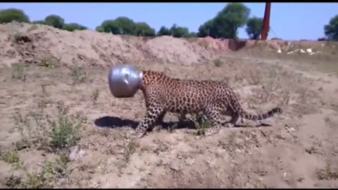 Leopard uviazol v hrnci