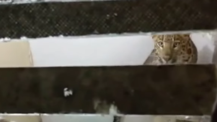 Leopard sa usadil v kúpeľni.