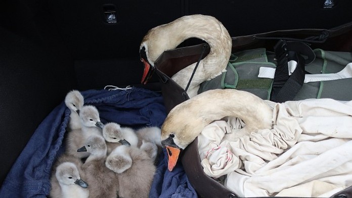 Labutiak sa čelom postavil vlaku, aby ochránil svoju rodinku. Dramatický príbeh má šťastný koniec