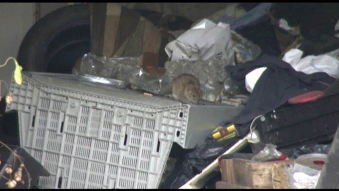 Zvyšky sú vyhľadávanou potravou pre hlodavce.