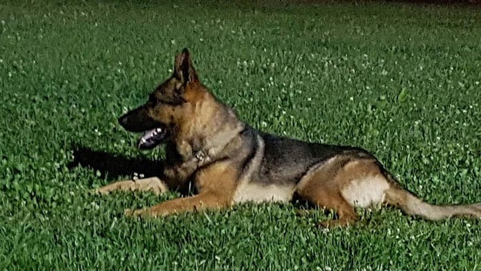 Nemecký ovčiak Kaos.