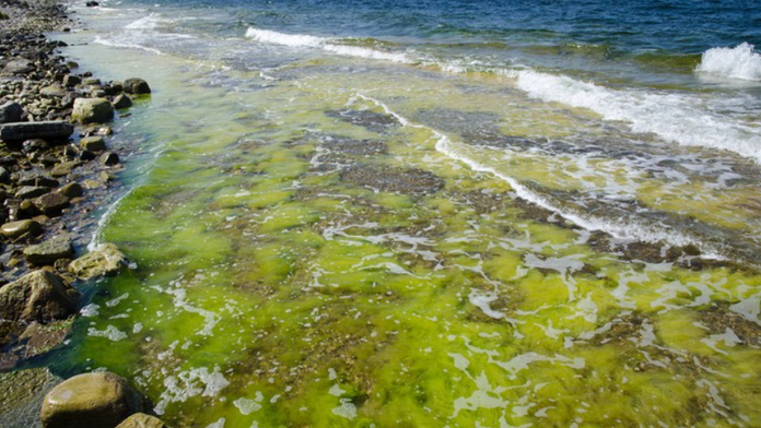 Prímorské letoviská v Nemecku trápia nebezpečné baktérie. Niekde už vydali zákaz kúpania sa