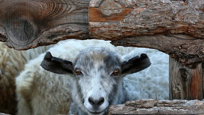 Rodiny brancov na Sibíri odmeňujú bizarnými darmi. Časti výstroja si však musia kupovať sami