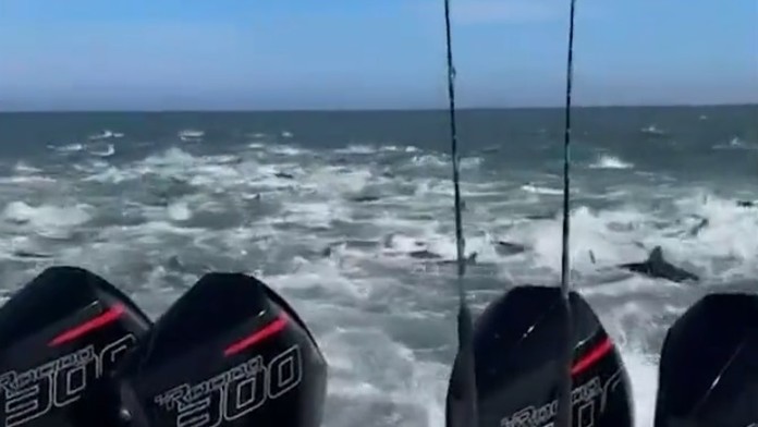 VIDEO: V zajatí stoviek predátorov. Rybárska loď sa ocitla uprostred žraločej hostiny