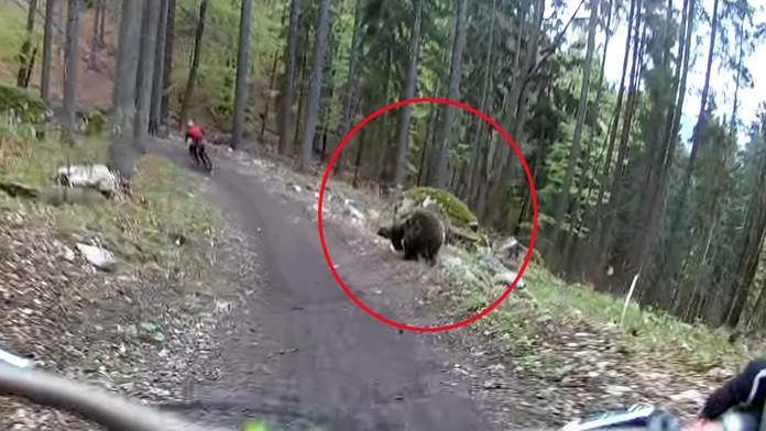 Dvoch cyklistov naháňal v Malinô Brdo medveď. Všetko zachytila kamera