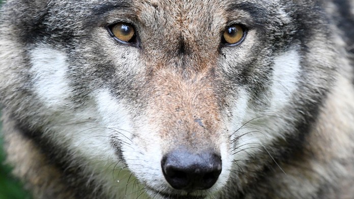 Na ilustračnej snímke vlk dravý (Canis lupus).