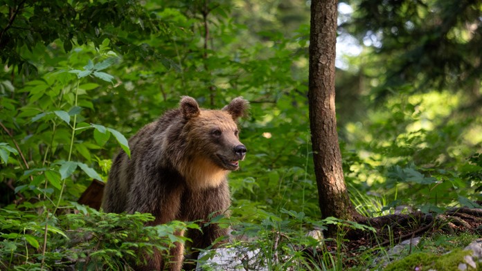 Medvedicu s mladými spozorovali v okolí stredoslovenského mesta. Primátor vyzýva k opatrnosti