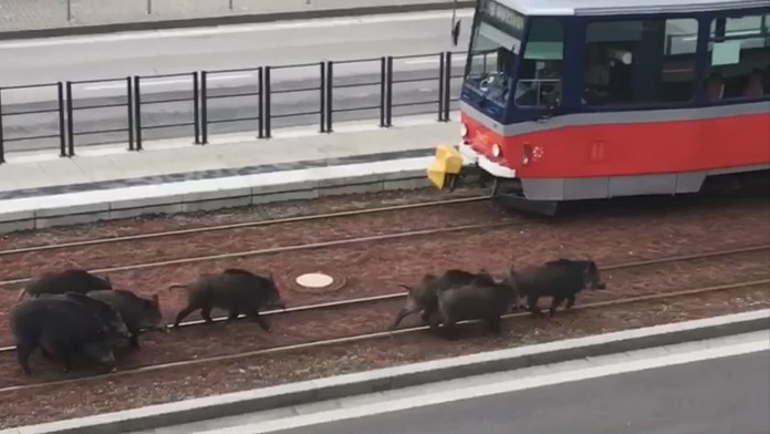 Diviaky na frekventovanom mieste v Bratislave.