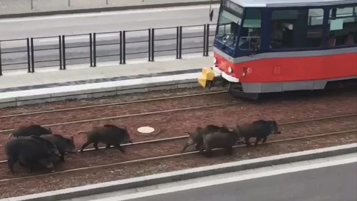 Diviaky na frekventovanom mieste v Bratislave.