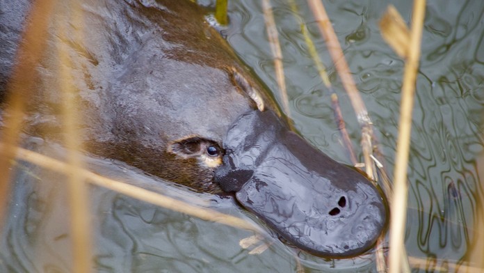 VIDEO: Už len na chvíľu ich zazrieť je veľká rarita. Žena nakrútila zúrivú bitku medzi vtákopyskmi