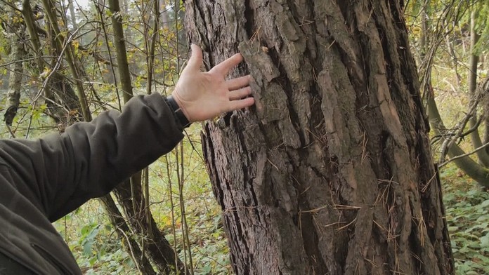 Záber na zničený strom.