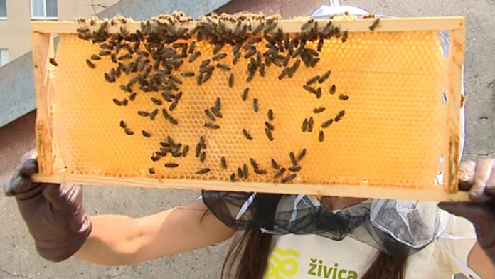 Mestské včely z úľa, ktorý vytvorilo OZ Živica.