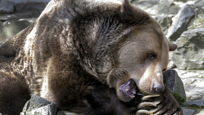 Medveď hnedý (ilustračná snímka)