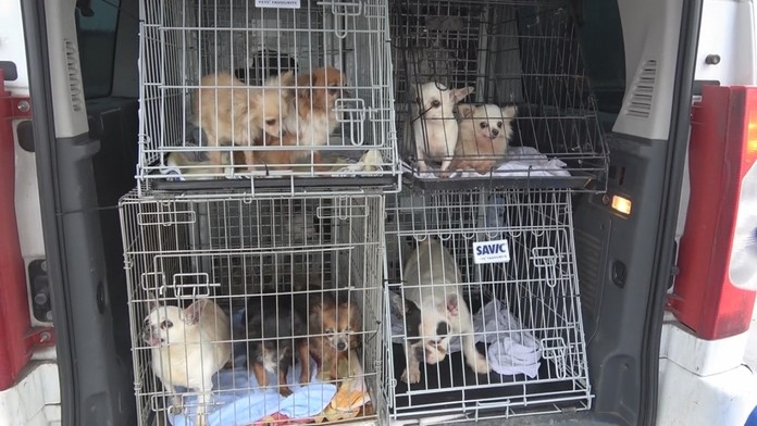 Nelegálne slovenské množiarne riešia aj v zahraničí. 