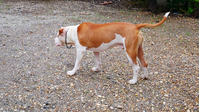 Kao Čcheng-jung pred súdom